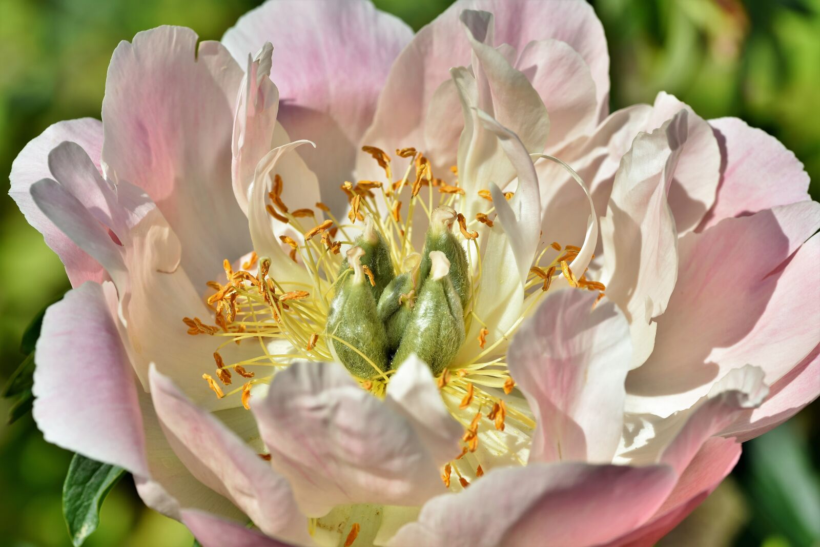 Nikon D7200 sample photo. Peony, rose, bud photography