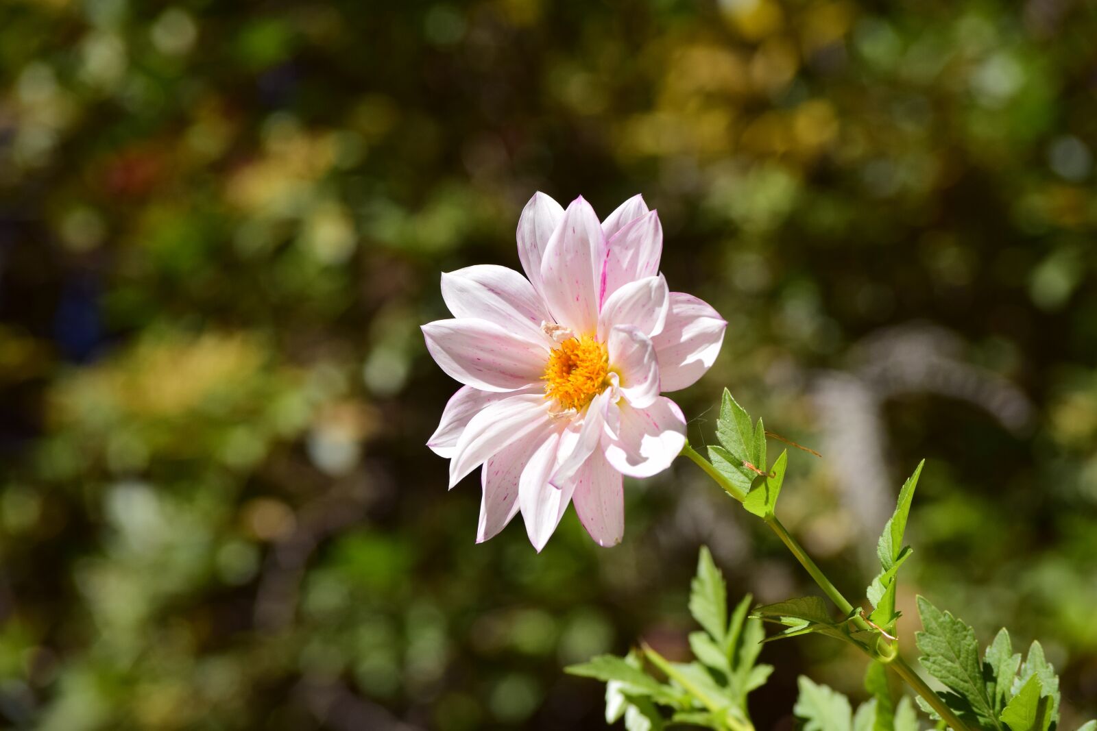 Nikon D5300 sample photo. Flower, blur, bokeh background photography