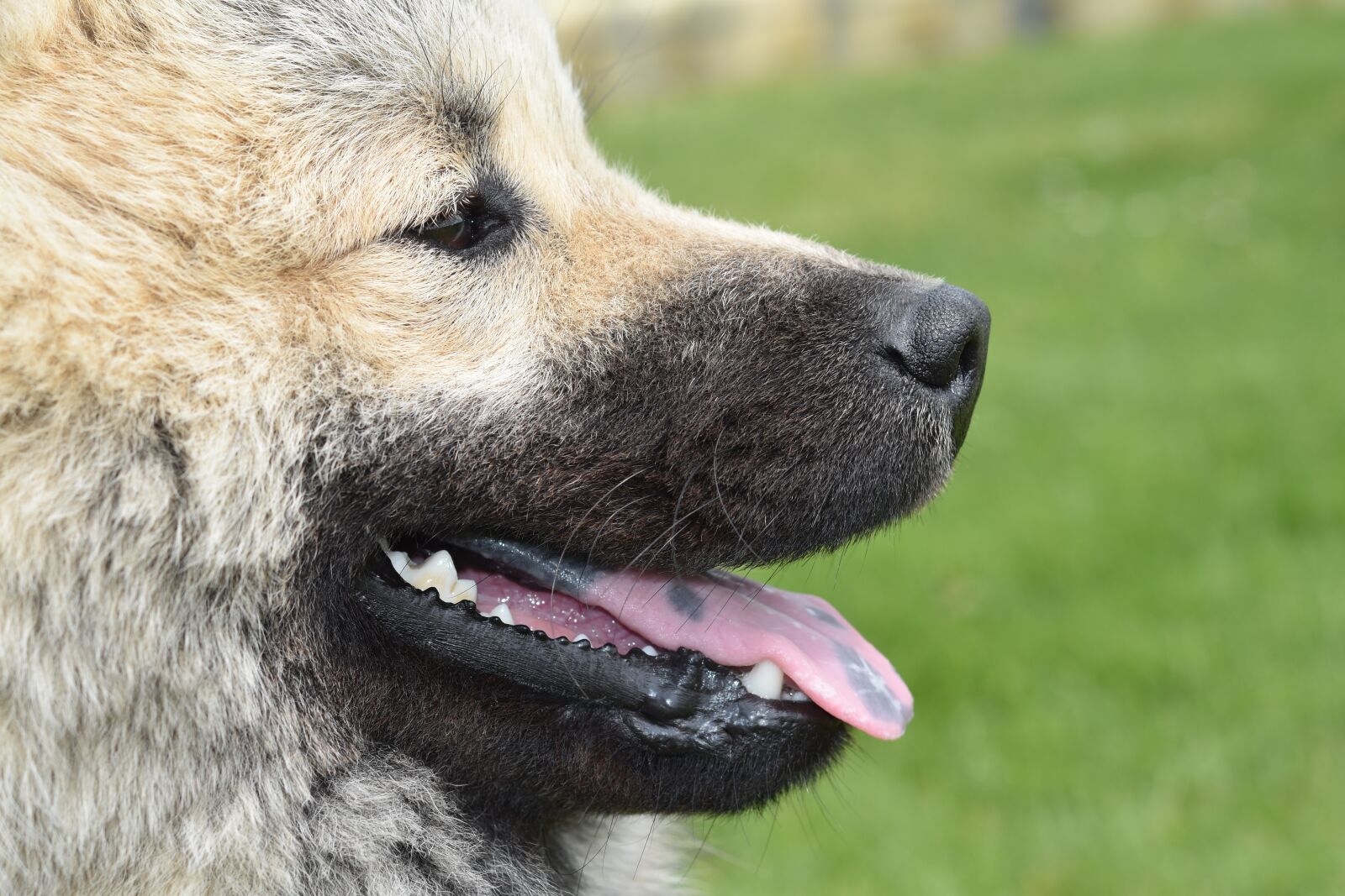 Nikon D5600 sample photo. Dog, dog eurasier, dog photography