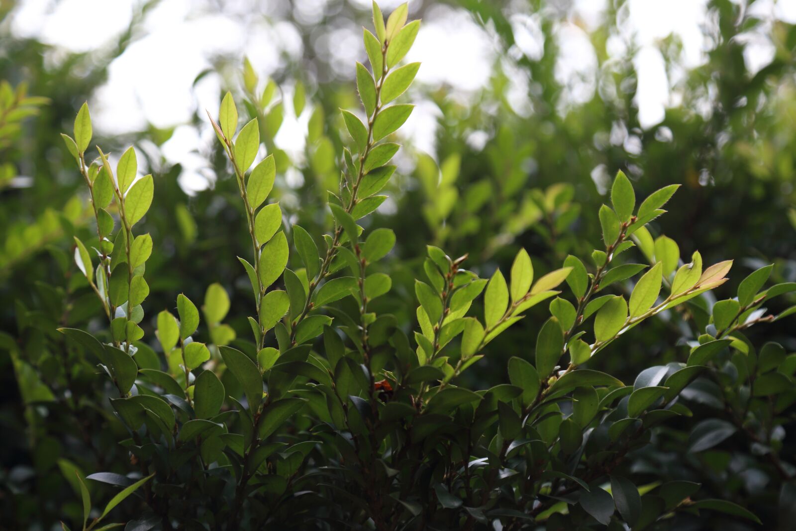 Canon EOS 6D + Canon EF 24-105mm F4L IS USM sample photo. Green leaf, nature, plants photography