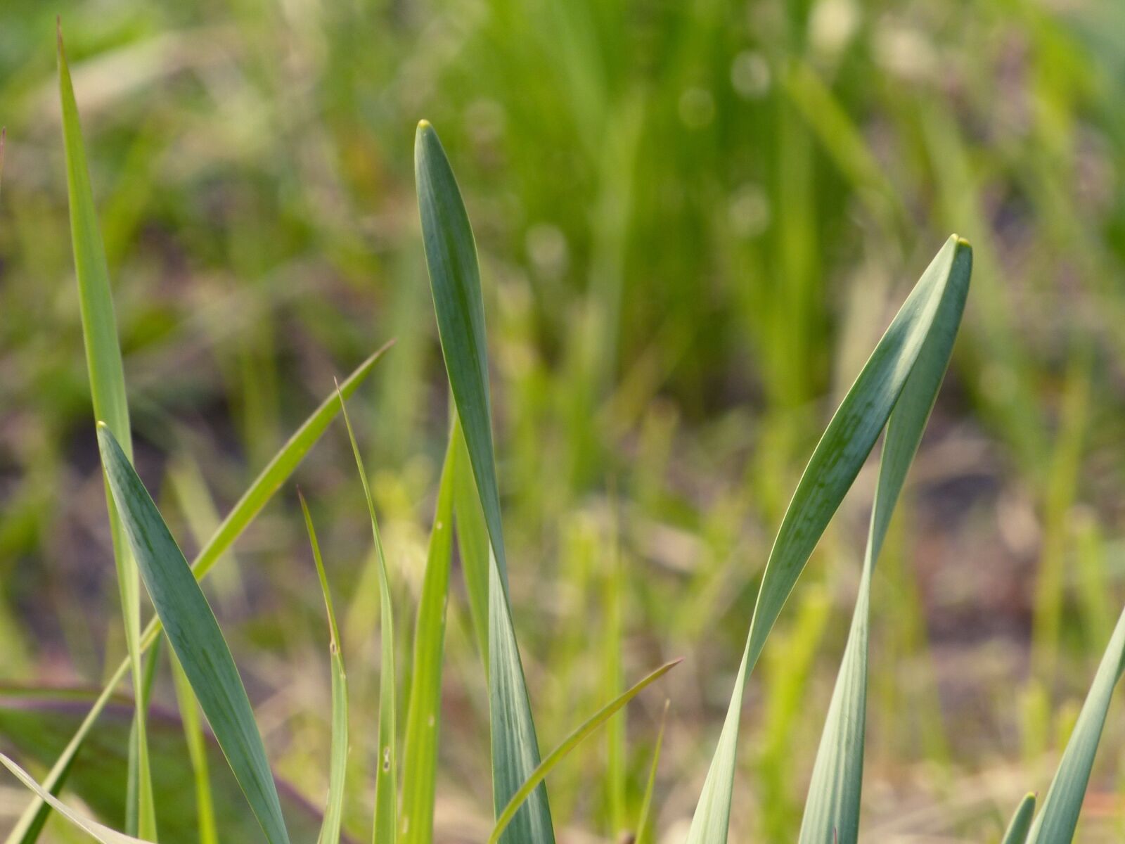 Panasonic Lumix DMC-FZ200 sample photo. Grass, spring, green photography