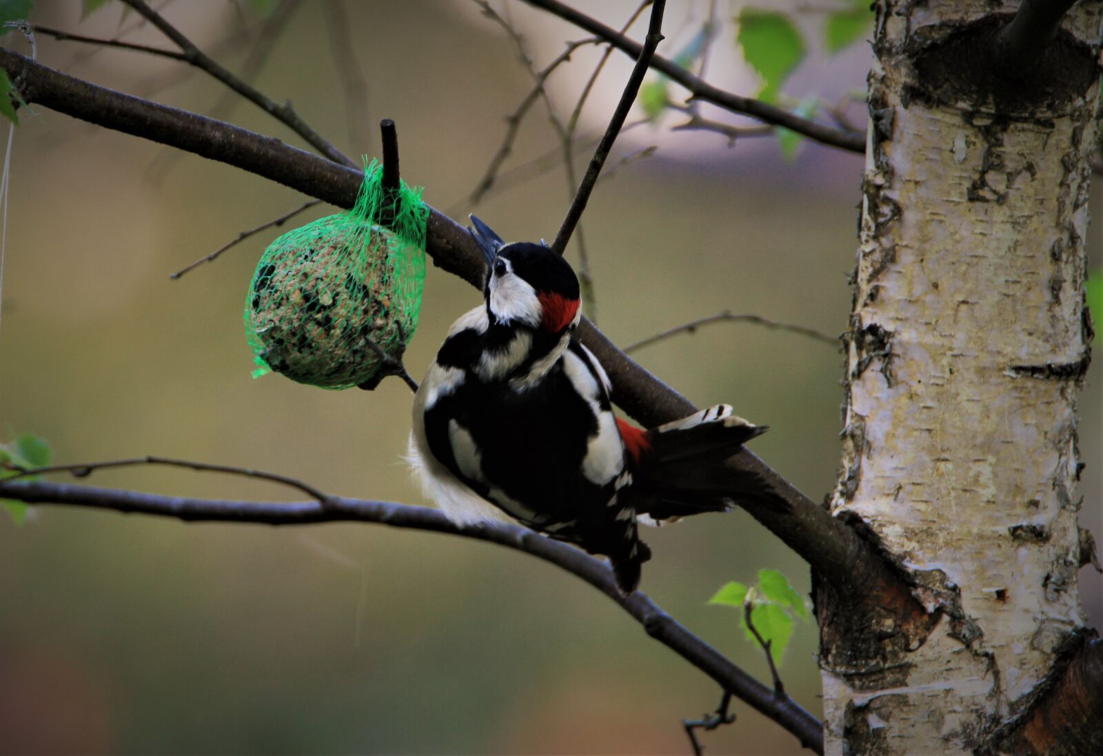 Tamron SP 150-600mm F5-6.3 Di VC USD sample photo. Great spotted woodpecker, fat photography