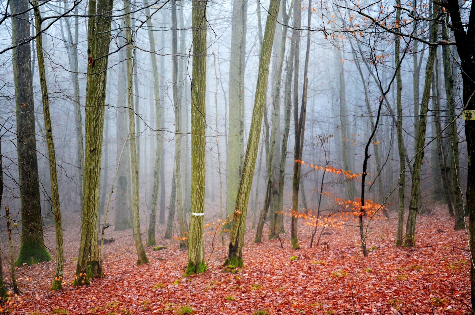 Nikon D5100 sample photo. Forest, fog, dusk photography