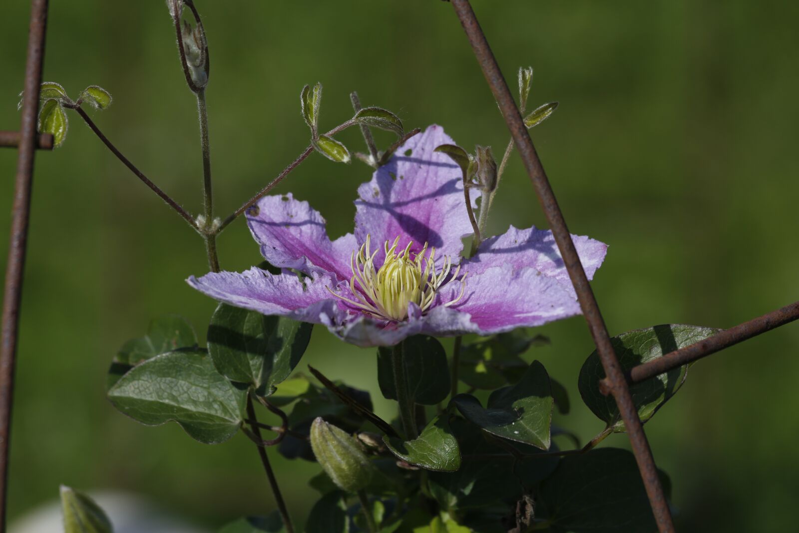 Canon EF 100-400mm F4.5-5.6L IS USM sample photo. Flowers, spring, summer photography