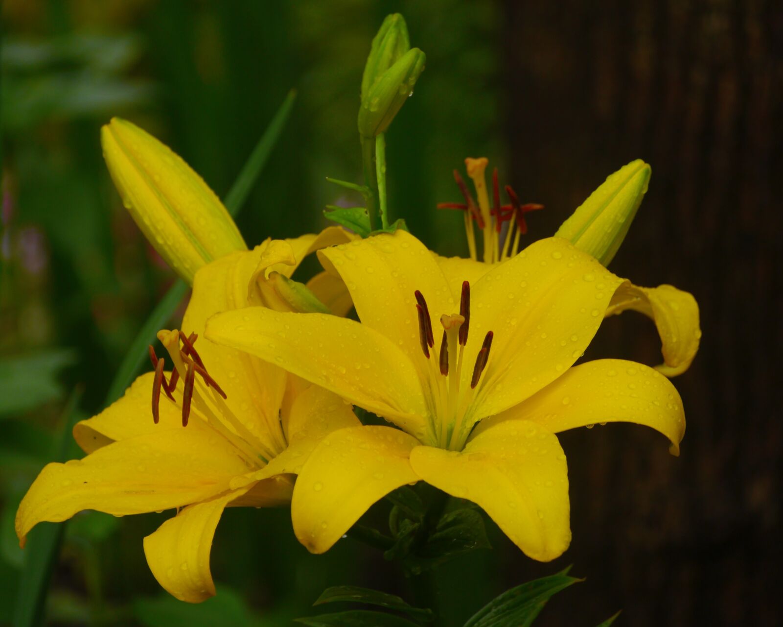 Panasonic Lumix DMC-GX1 sample photo. Yuri, lily, yellow photography