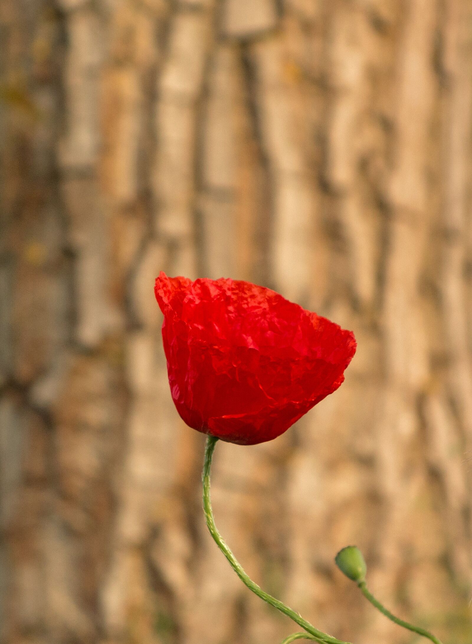 Canon PowerShot G1 X sample photo. Poppy, poppy flower, klatschmohn photography