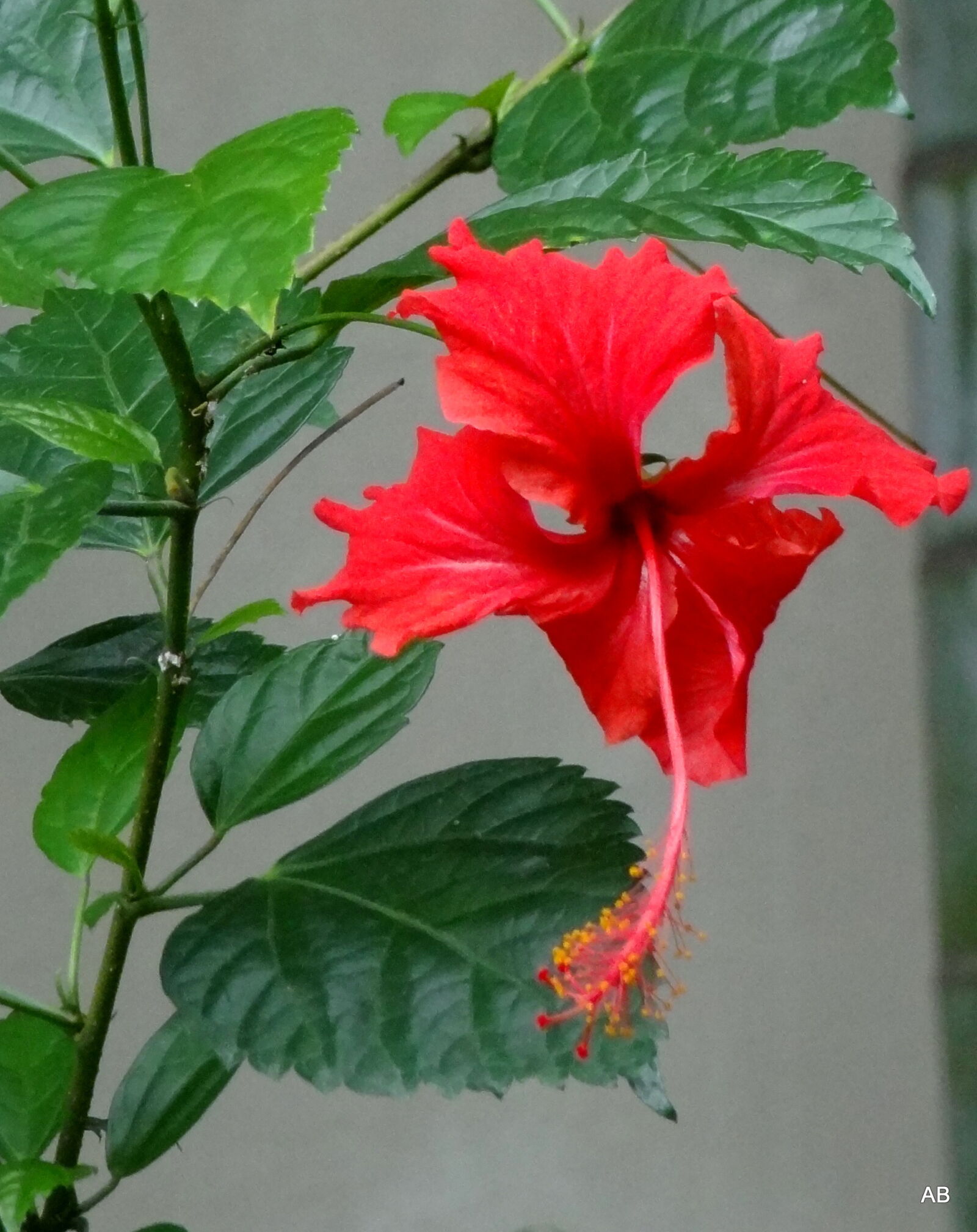 Sony Cyber-shot DSC-HX9V sample photo. Red, hibiscus photography