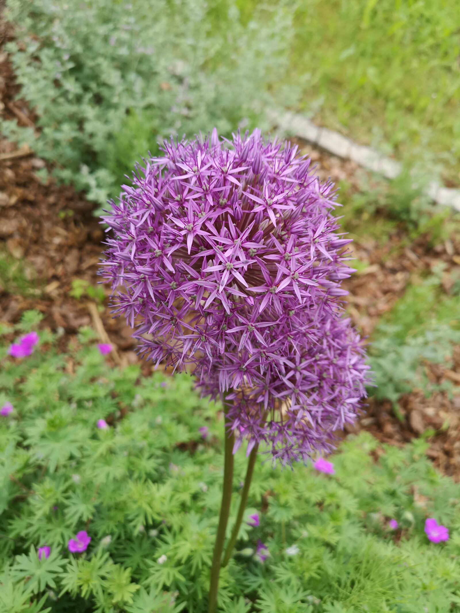 HUAWEI CLT-L29 sample photo. Flower, purple, spring photography