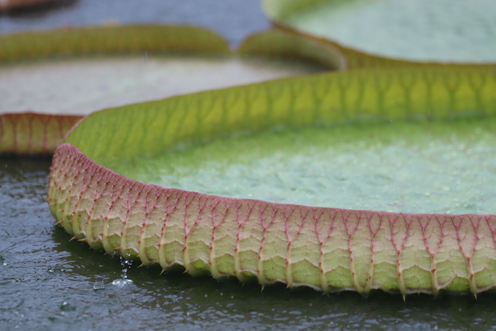 Canon EOS 90D sample photo. Leaves, water lily, plant photography
