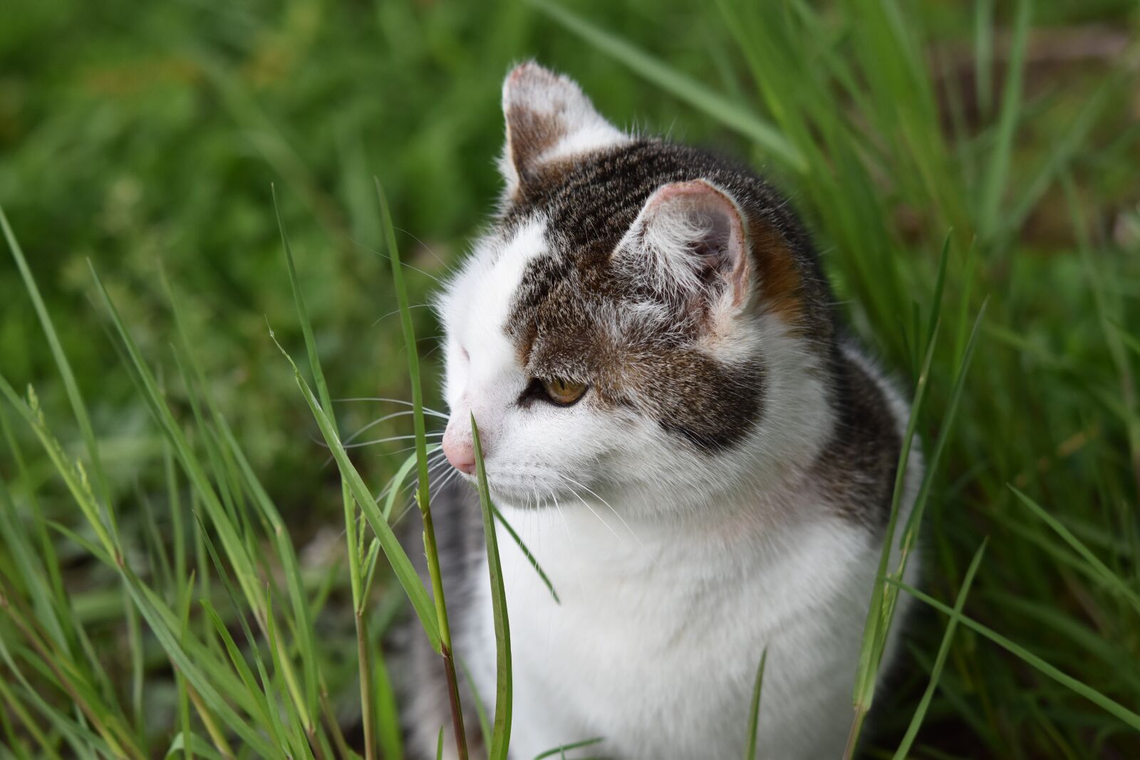 Nikon D5600 sample photo. Cat, european cat, alley photography