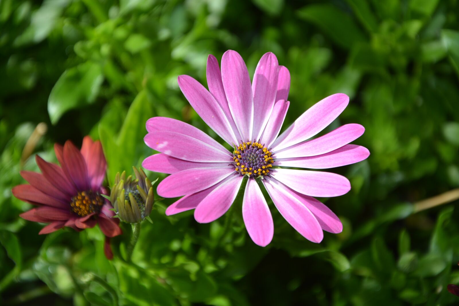 Nikon D5200 sample photo. Flower, plant osteospernum pink photography