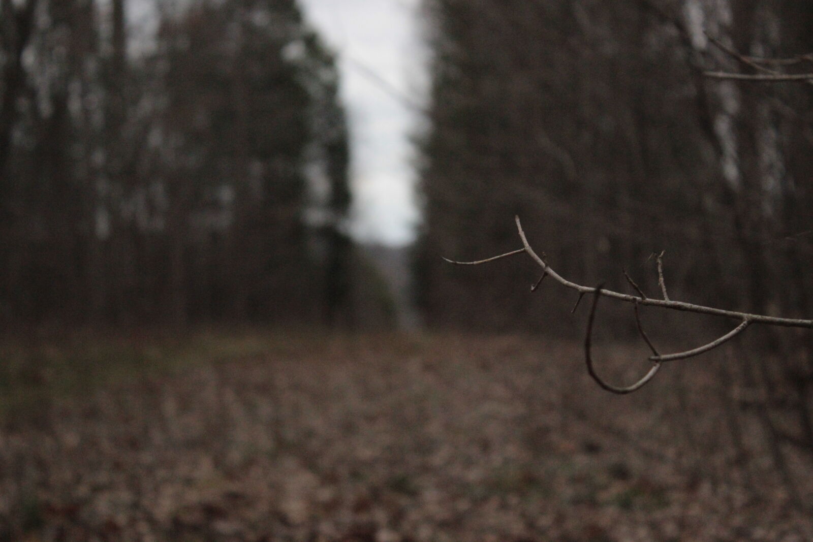 Canon EOS 600D (Rebel EOS T3i / EOS Kiss X5) sample photo. Blur, cloudy, forest, leaves photography
