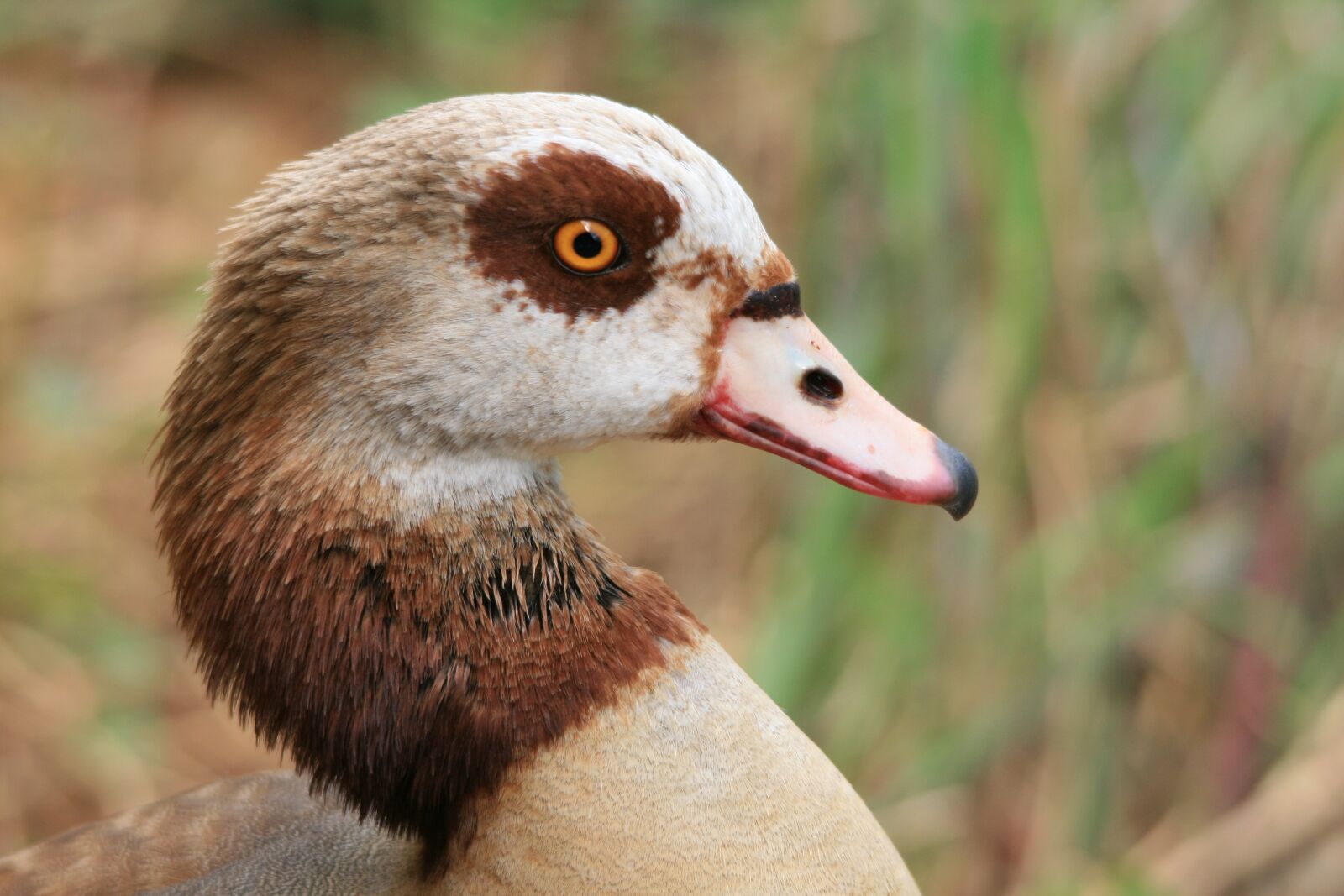 Canon EOS 400D (EOS Digital Rebel XTi / EOS Kiss Digital X) sample photo. Egyptian goose, goose, waterfowl photography
