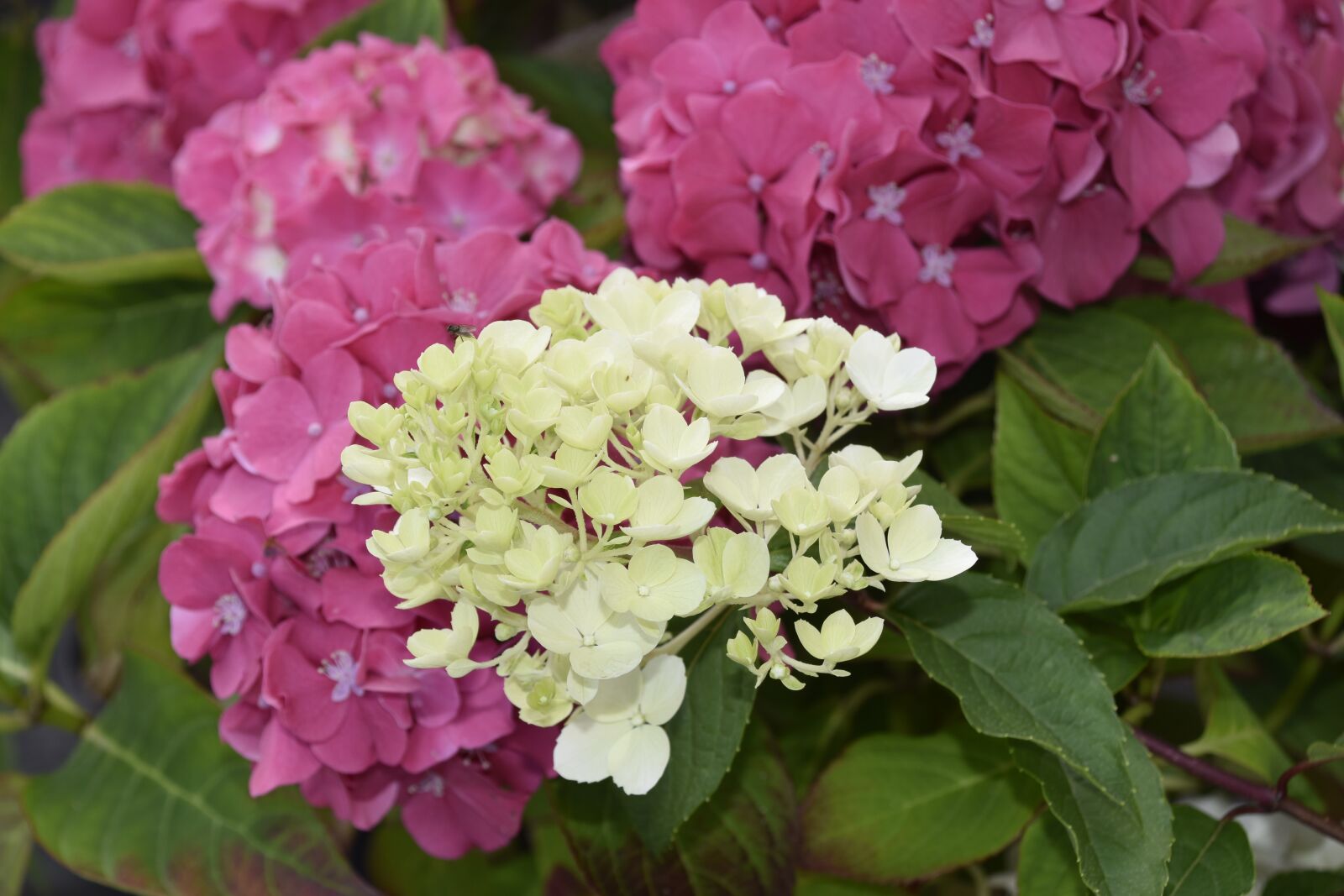 Nikon D5600 sample photo. Flower, flower hydrangea, hydrangea photography
