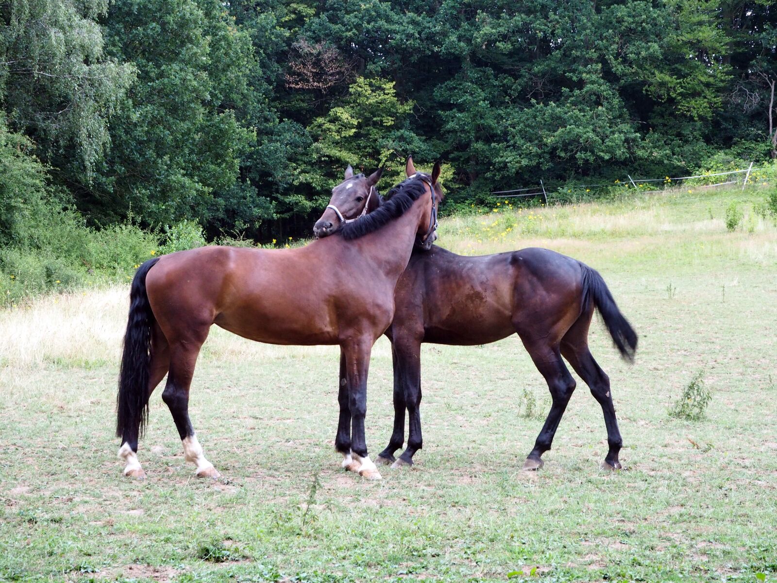 Olympus OM-D E-M10 sample photo. Horses, together, meadow photography