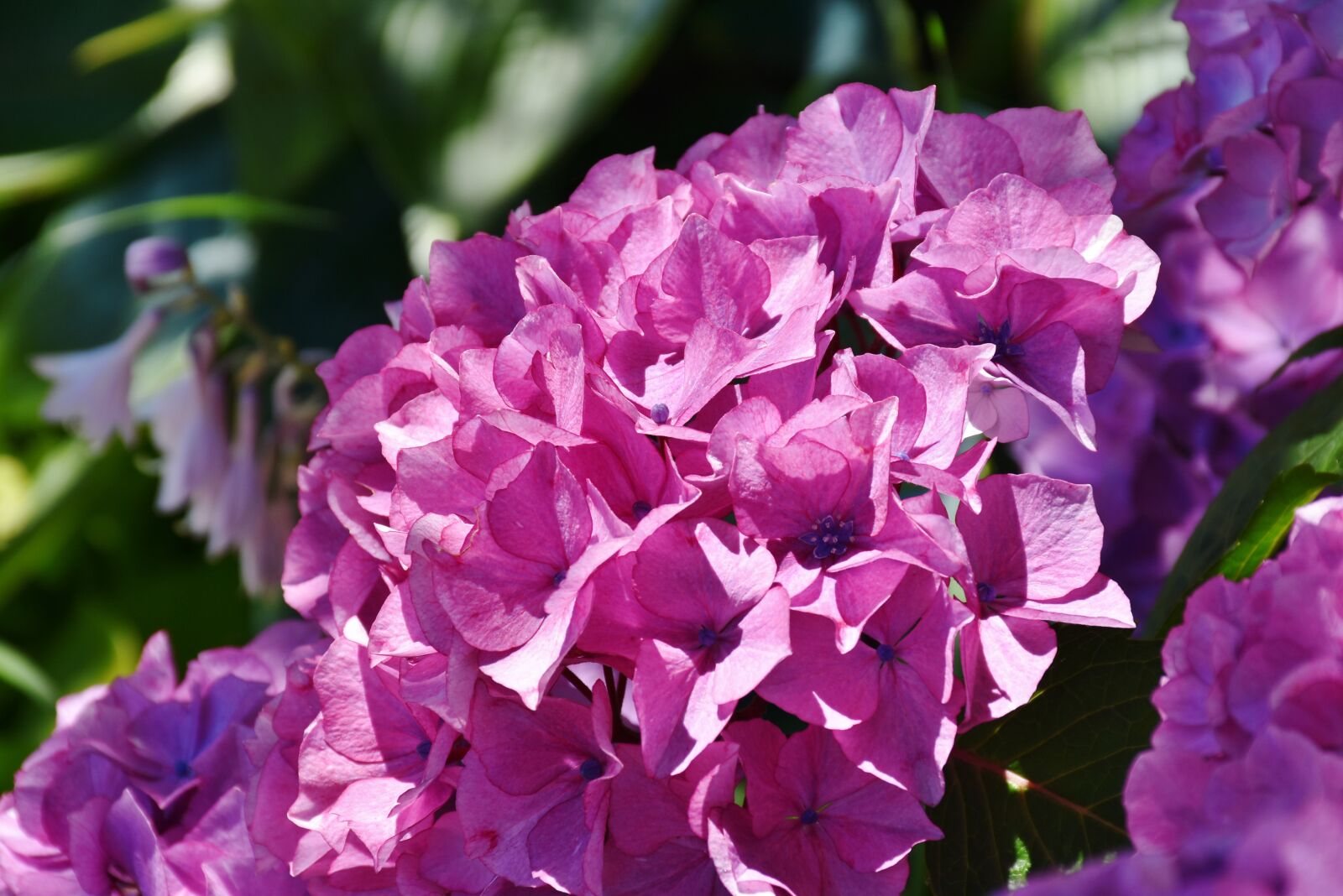 Nikon D7200 sample photo. Hydrangea, flower, summer photography