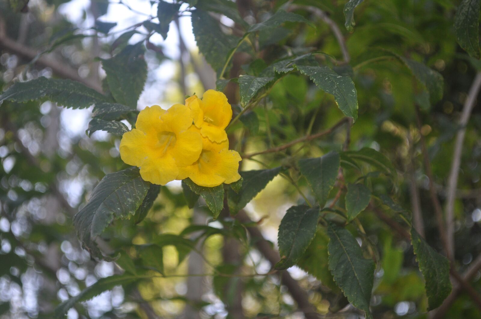 Nikon D5000 sample photo. Yellow flower, flower, flourish photography