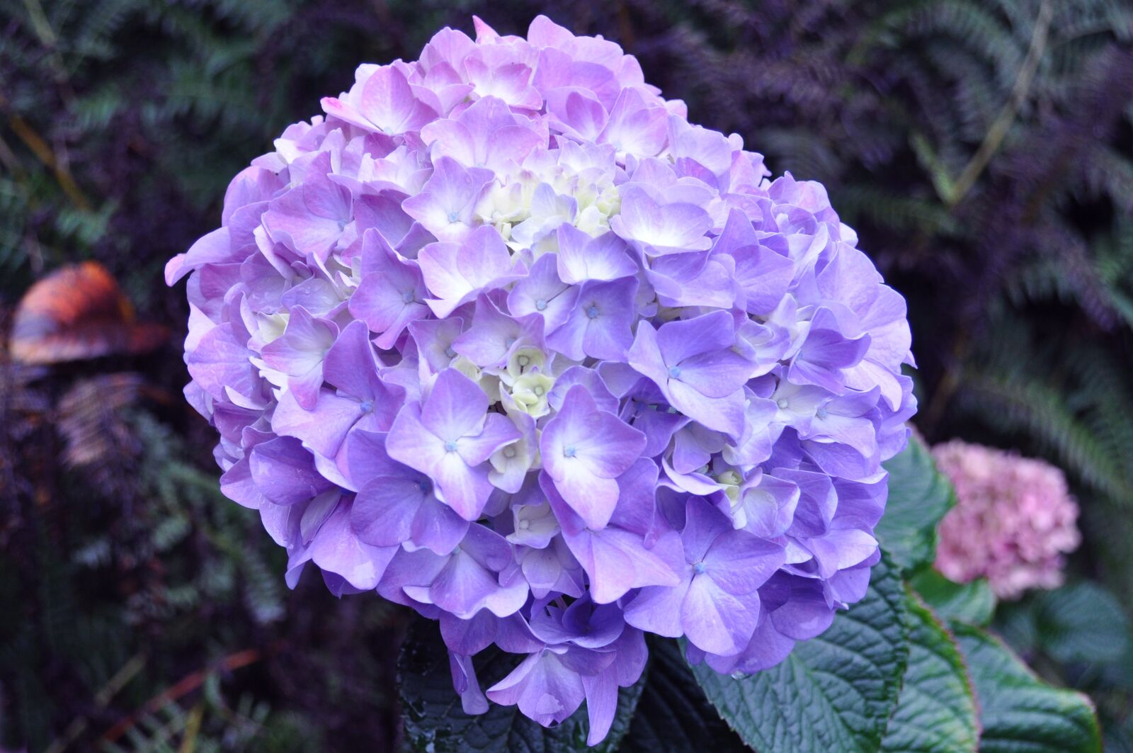 Nikon D5000 sample photo. Hydrangea, lavender hydrangea, lavender photography