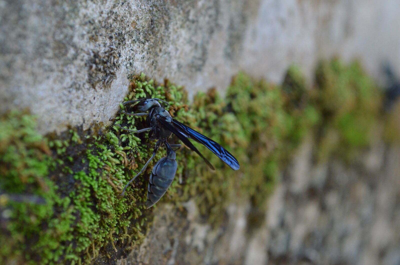 Nikon D5100 sample photo. Bee, wasp, animal photography