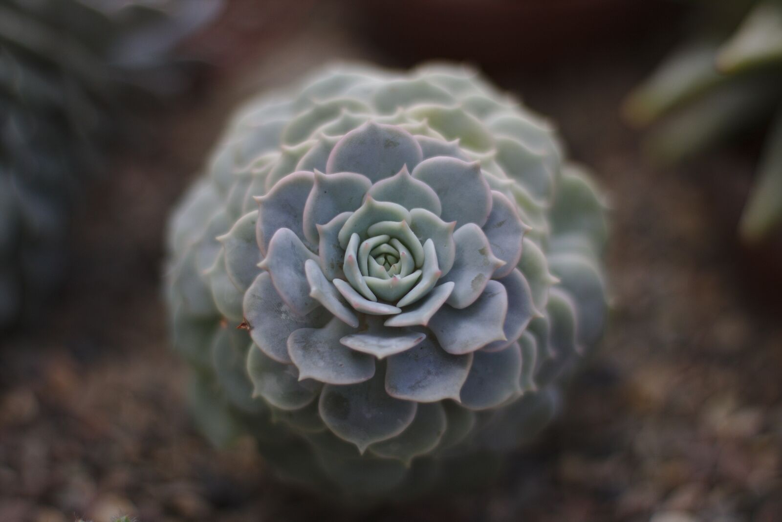 Canon EOS 750D (EOS Rebel T6i / EOS Kiss X8i) sample photo. Cactus, plant, nature photography