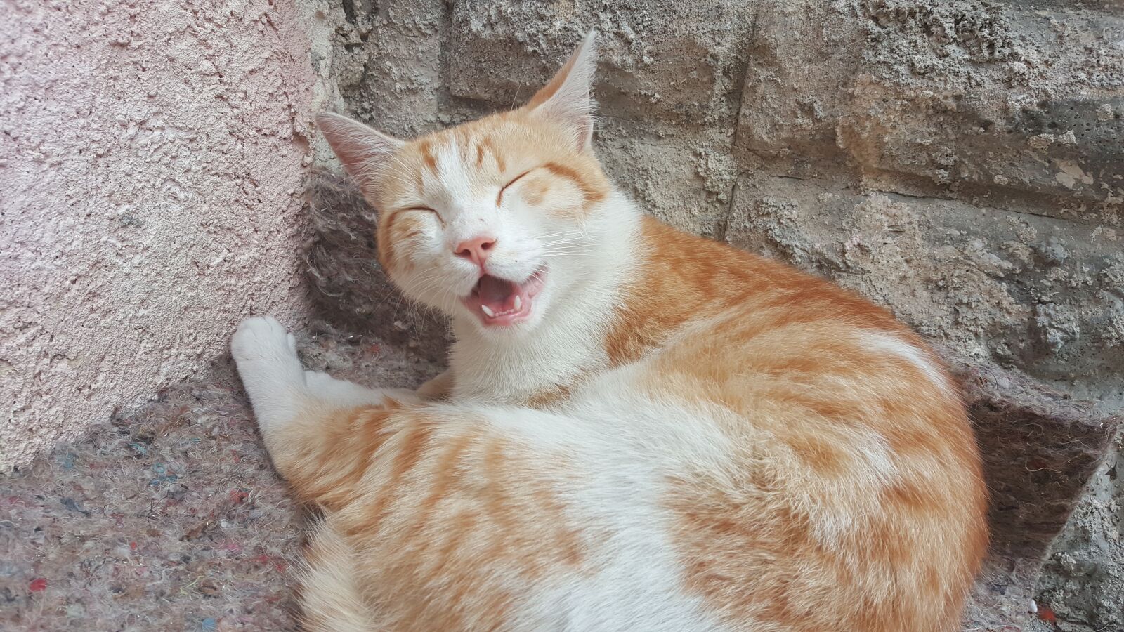 Samsung Galaxy Note5 sample photo. Cat, cute, pet photography