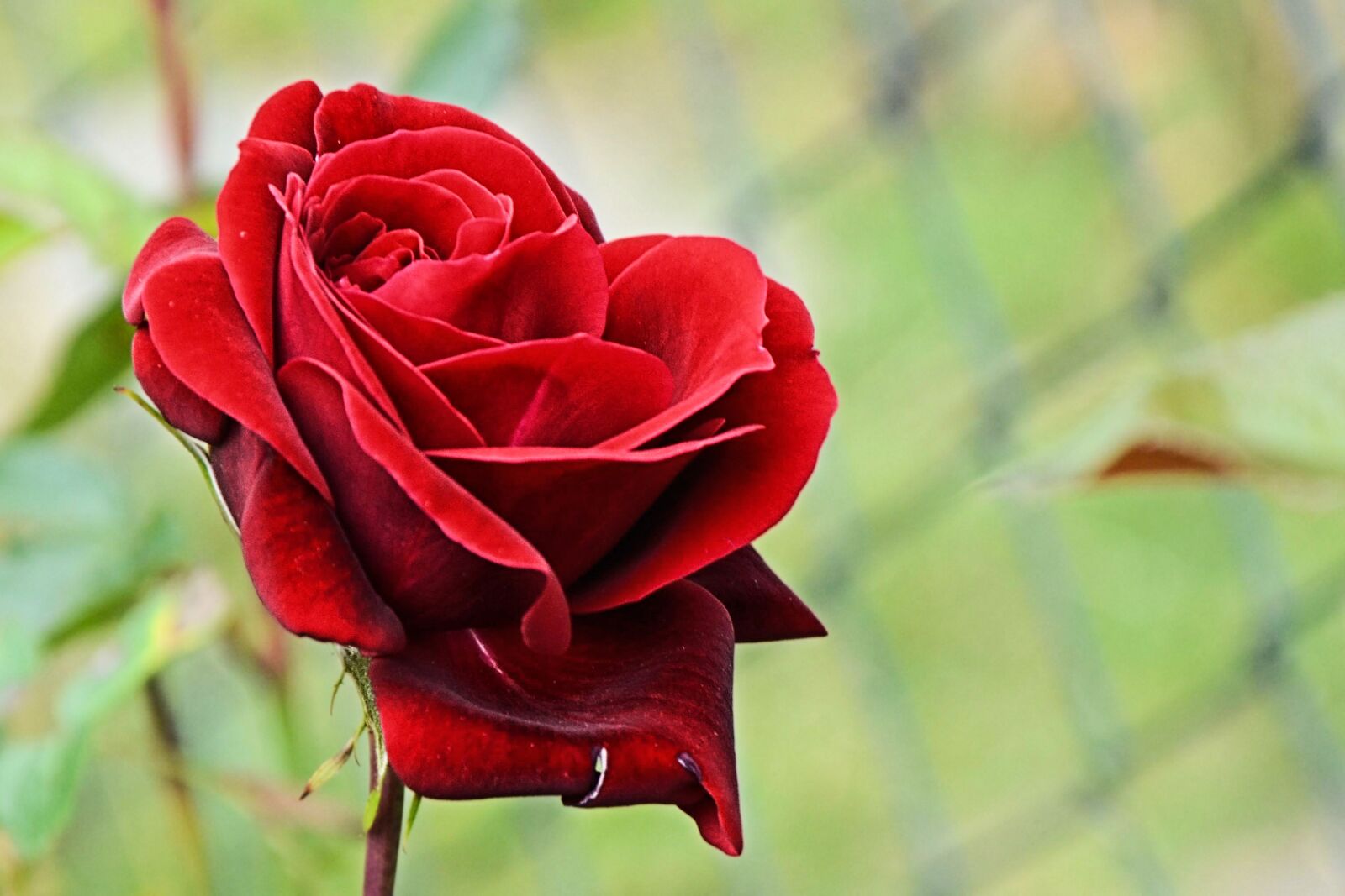 Nikon D5100 sample photo. Rose, red, red rose photography