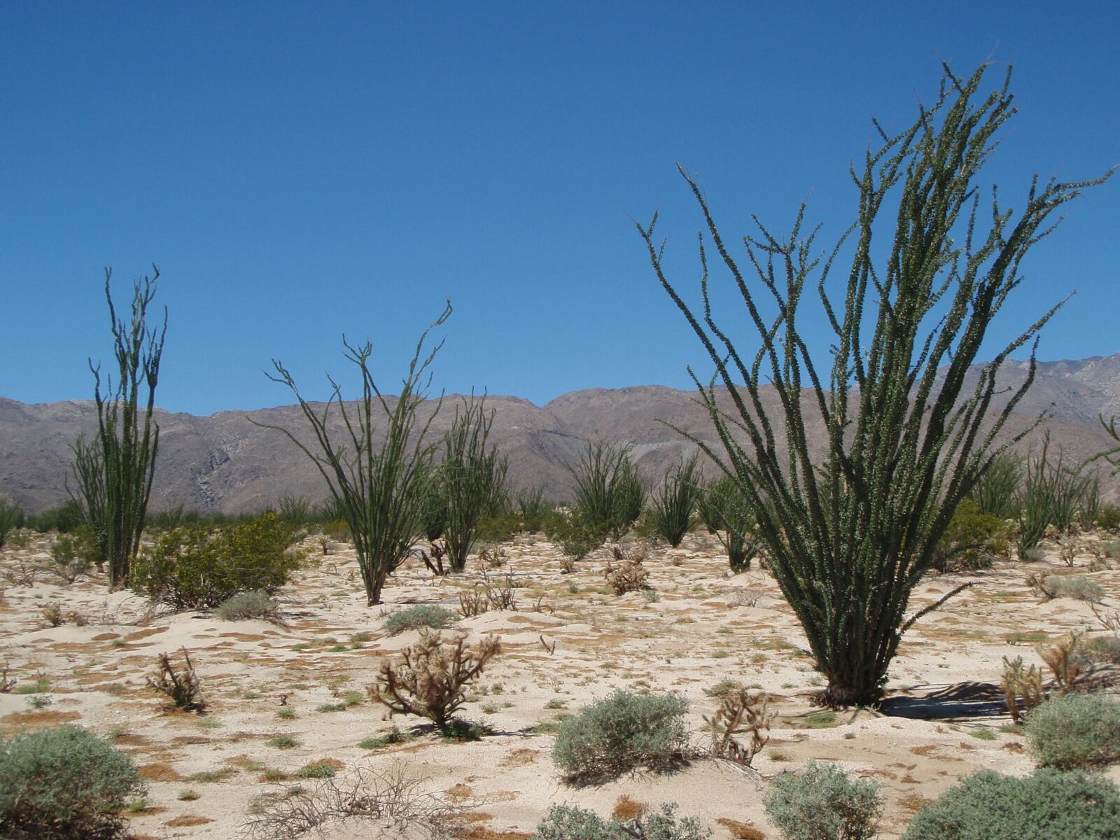 Olympus u850SW,S850SW sample photo. Desert, de anza-borrego, nature photography