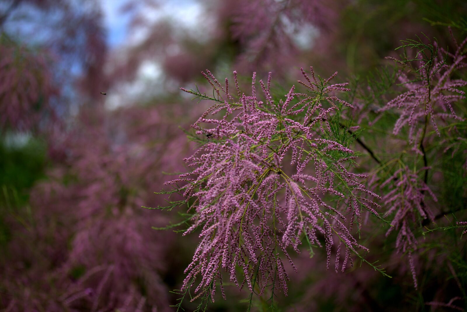 Canon EF-S 60mm F2.8 Macro USM sample photo. Tamarix tetrandra, sea buckthorn photography