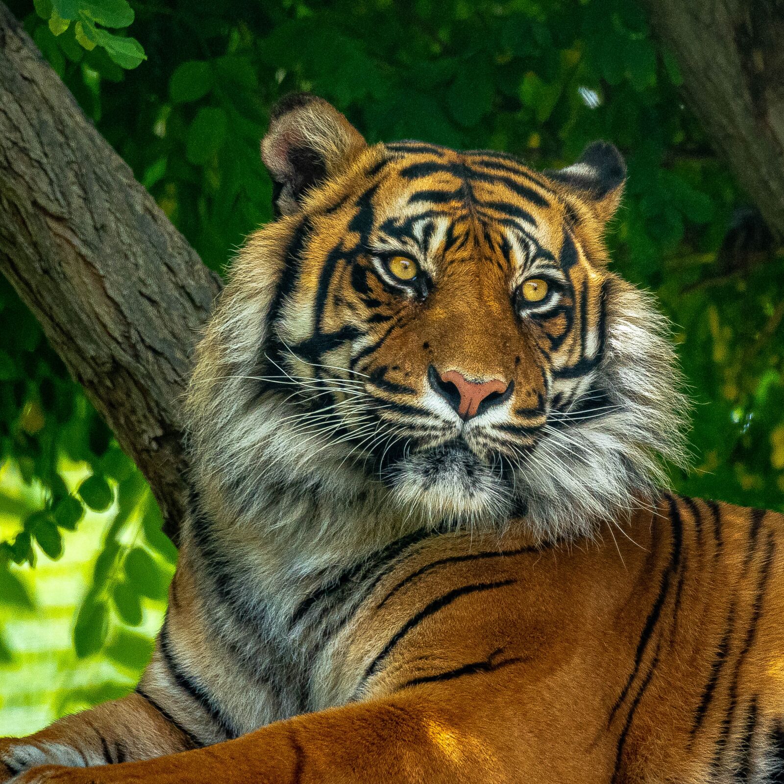 Nikon D750 sample photo. Tigre, tiger, animale photography