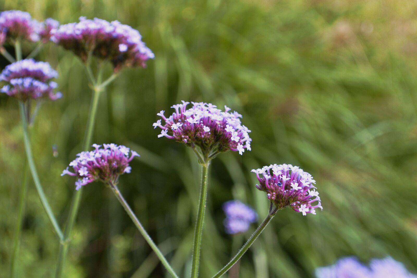 Nikon D3100 sample photo. Purple, flower, nature photography