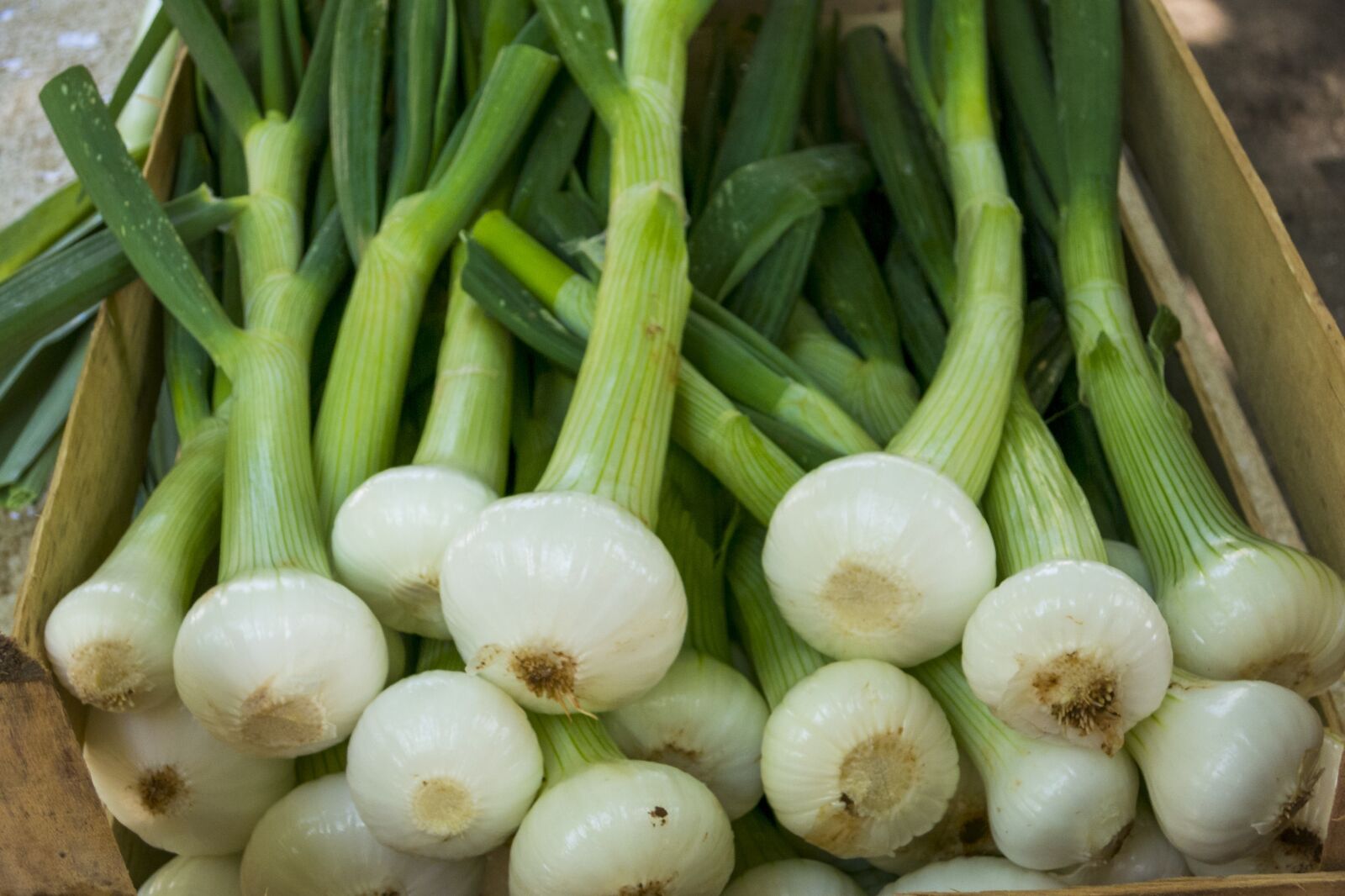 Canon PowerShot S110 sample photo. Onions, young onions, vegetables photography