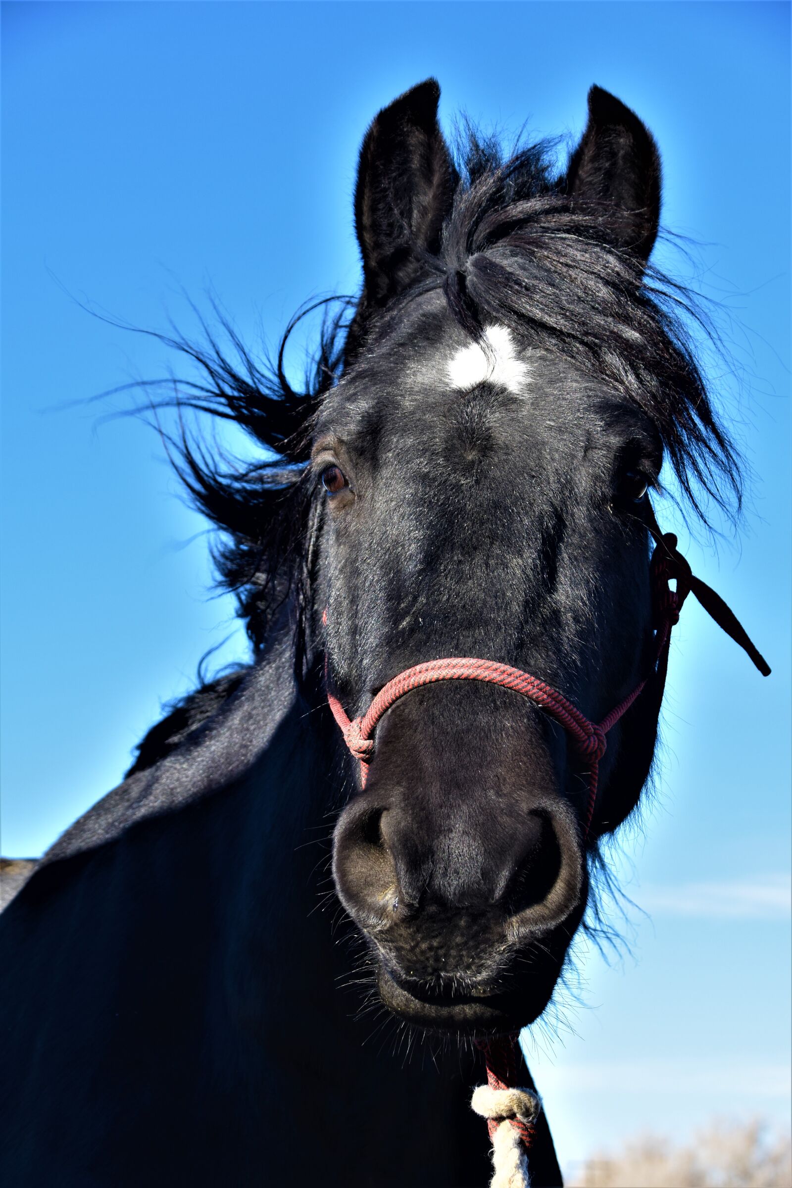 Nikon D5500 sample photo. Animal, blue, draft, horse photography