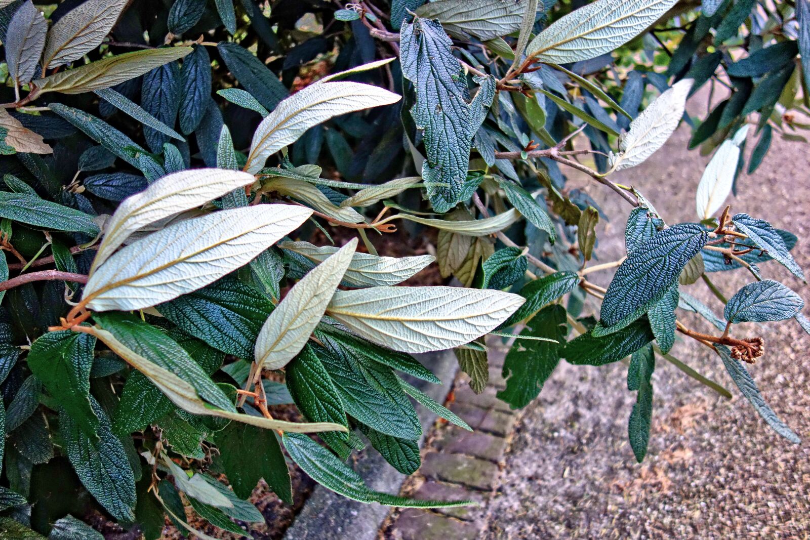 Sony Cyber-shot DSC-RX100 sample photo. Leaves, shrub, plant photography