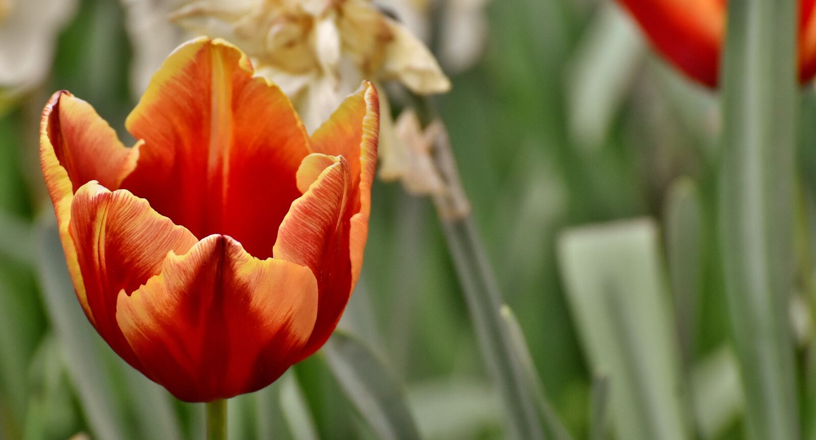 Nikon D7200 sample photo. Tulips, flowers, colorful photography