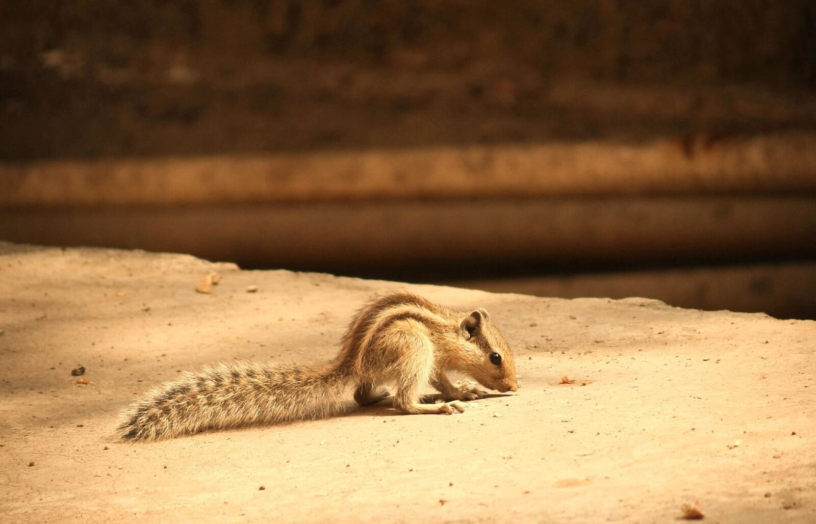 Canon EOS 1000D (EOS Digital Rebel XS / EOS Kiss F) sample photo. Animal, squirrel, fauna, pet photography