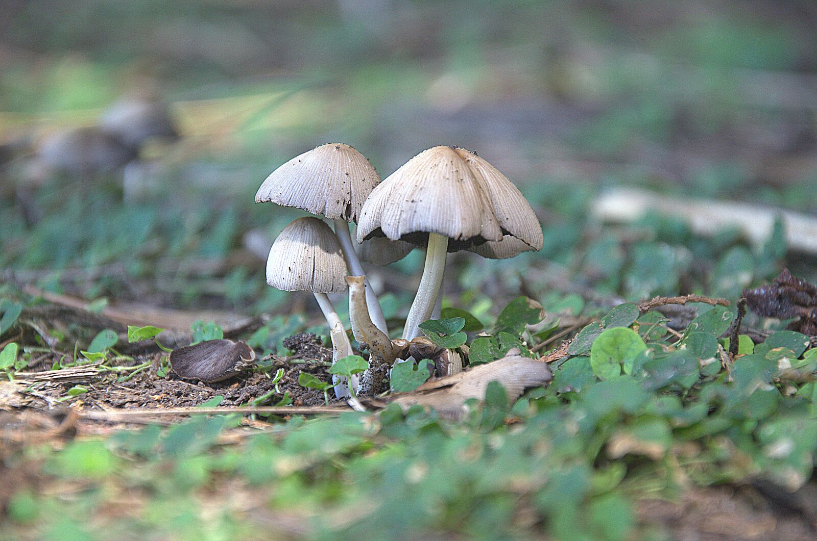 Nikon D7000 sample photo. Mushrooms, nature, forest photography