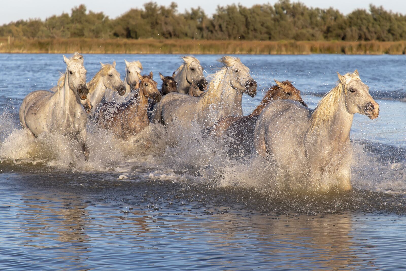 Canon EOS 6D Mark II sample photo. Horses, animals, ride photography