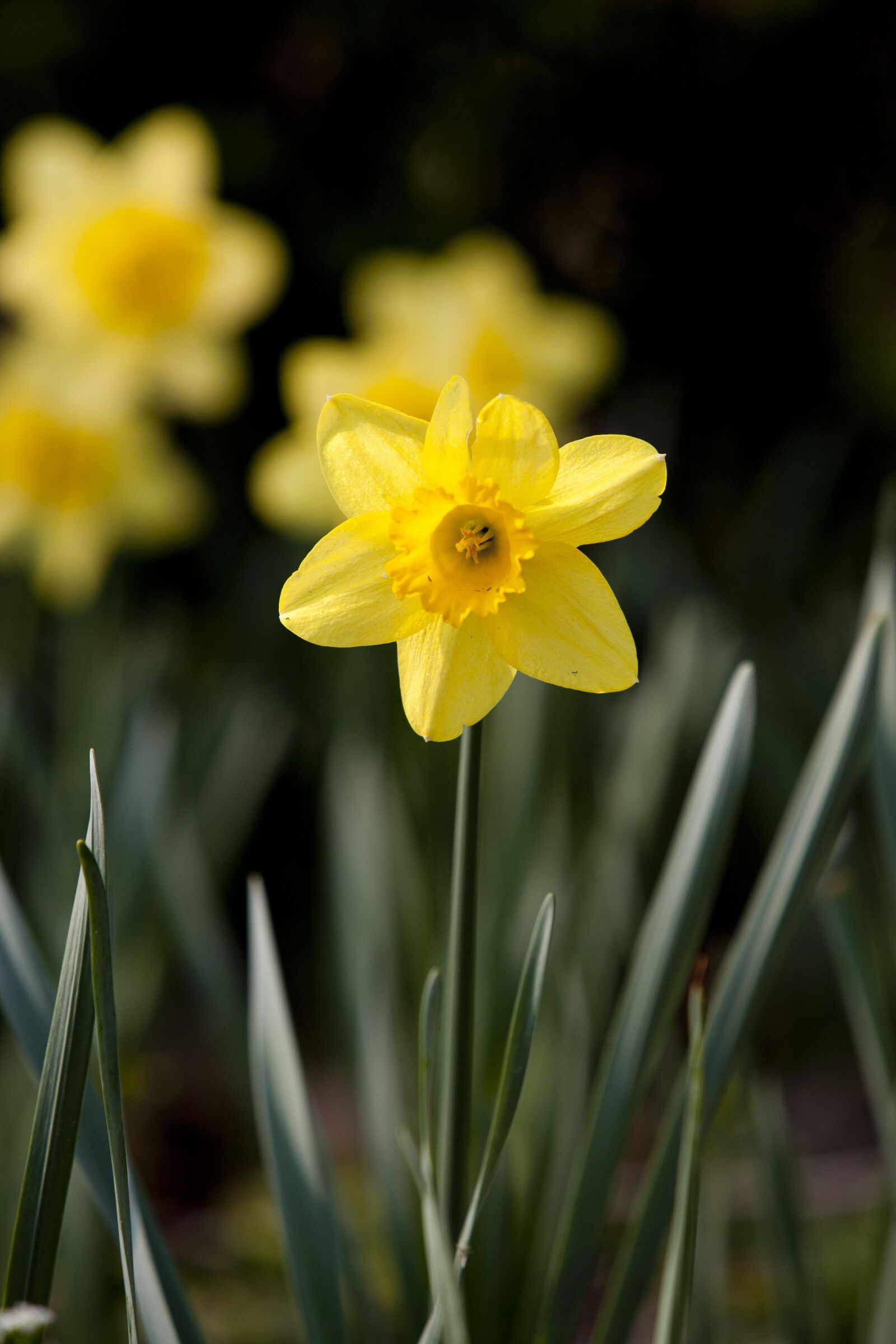Canon EOS 5D sample photo. Spring flowers, nature, plants photography