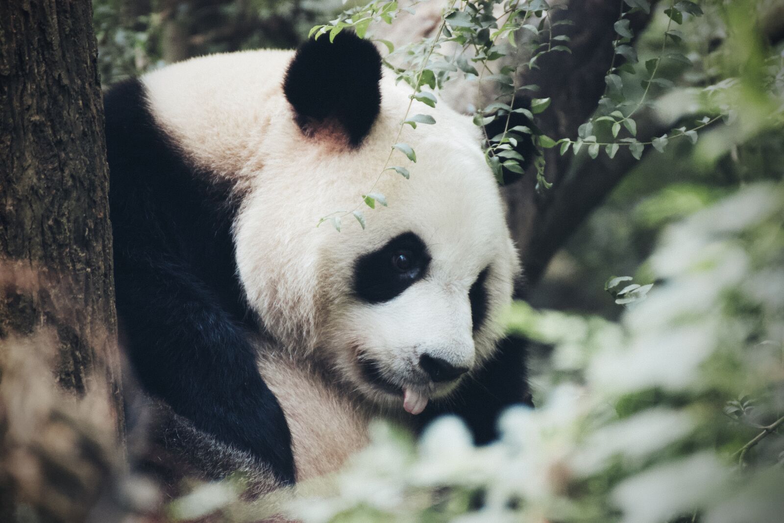 Canon EOS 550D (EOS Rebel T2i / EOS Kiss X4) sample photo. Panda, bear, cute photography