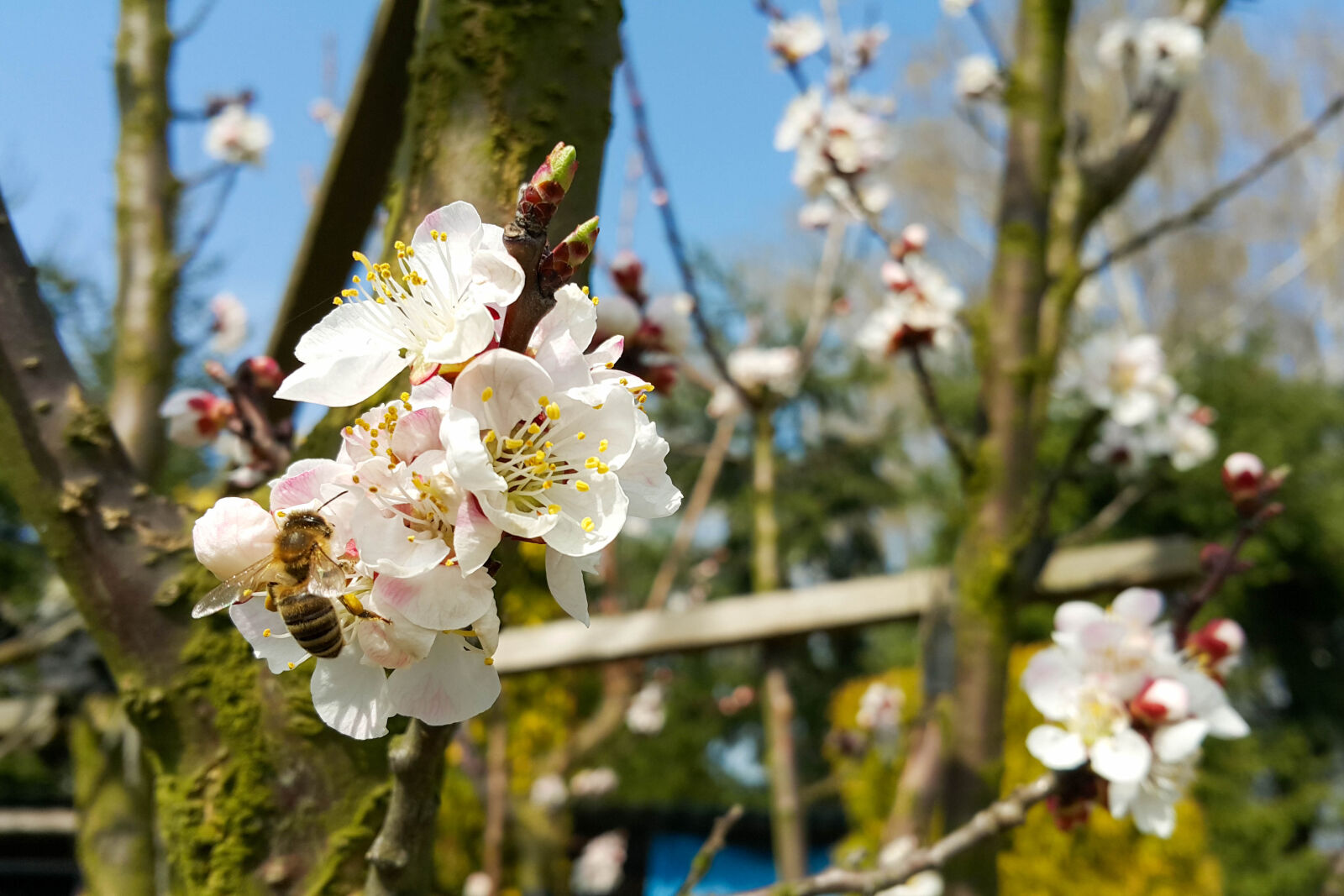 Samsung Galaxy Note4 sample photo. Bee, flower, nature, spring photography