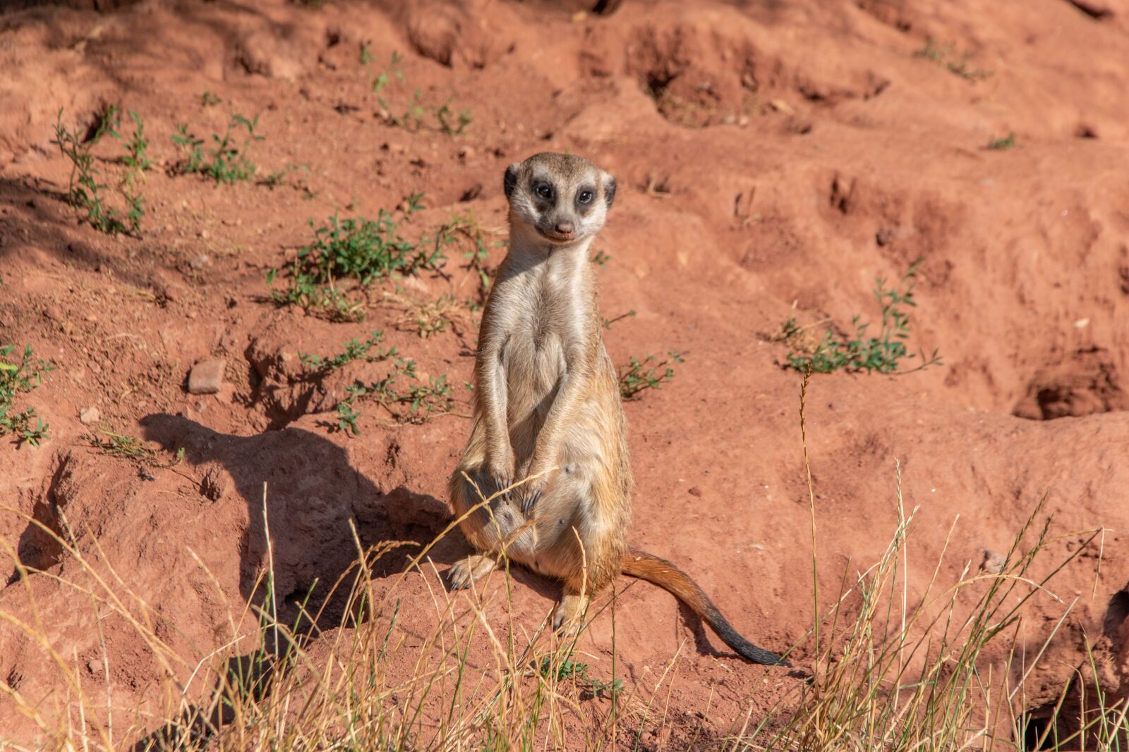 Nikon D5600 sample photo. Zoo, erfurt, meerkat photography