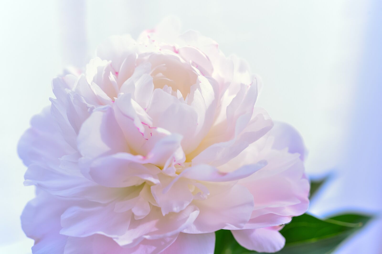 Nikon Df sample photo. Flowers, plant, white photography