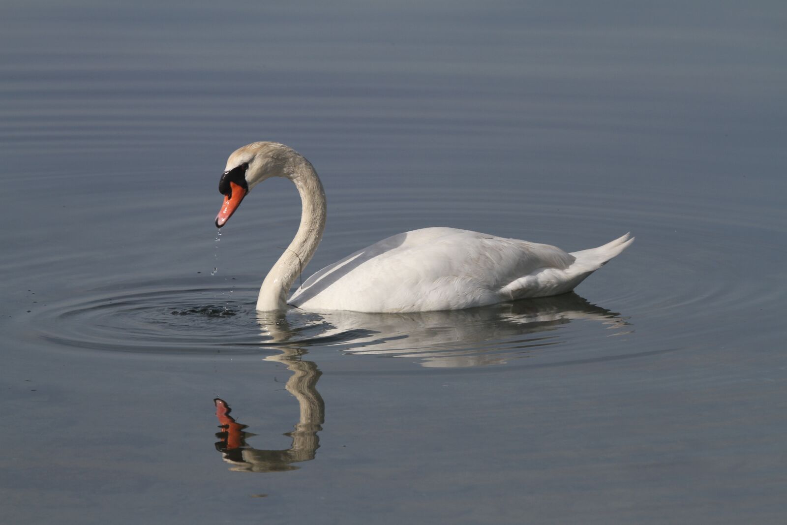 Canon EF 100-400mm F4.5-5.6L IS USM sample photo. Swan, pond, reflection photography