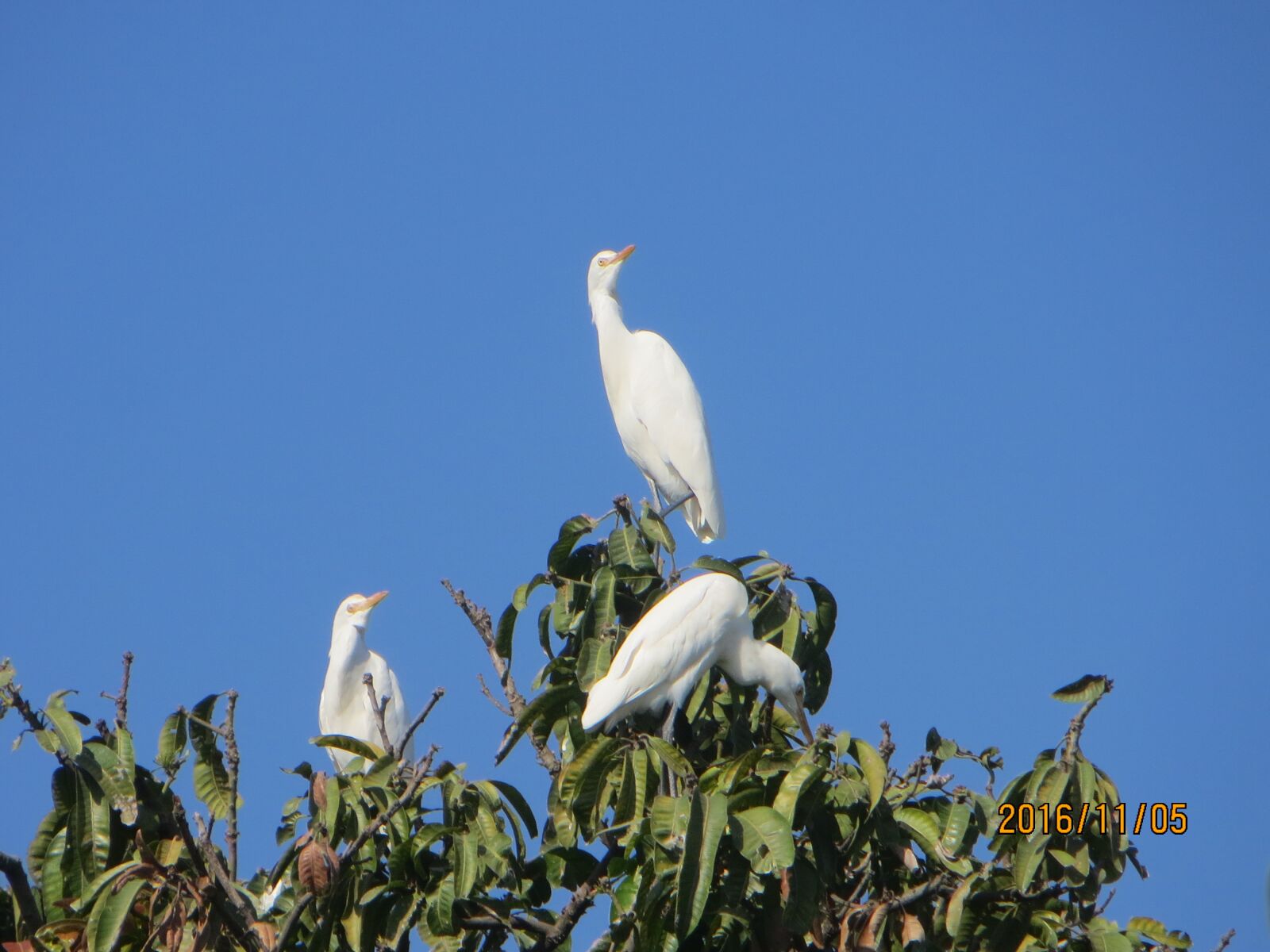 Canon PowerShot SX260 HS sample photo. Birds, blue sky, hd photography