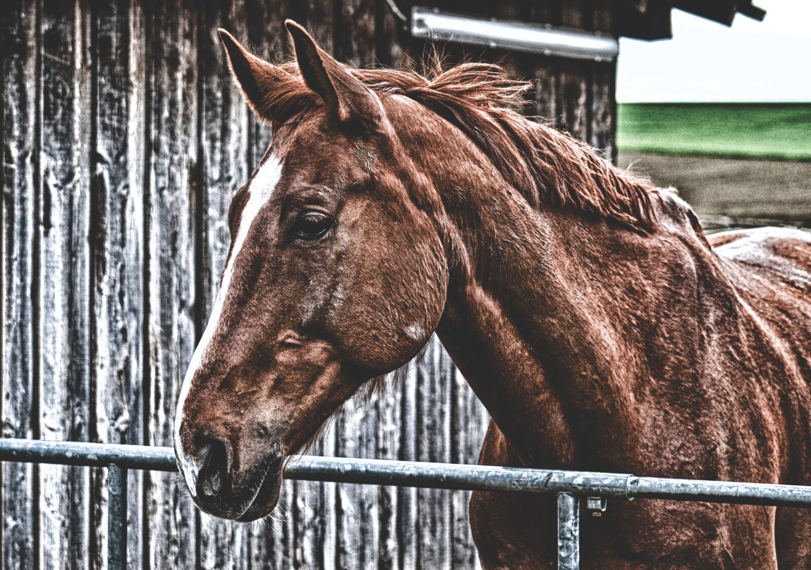 Nikon D3200 sample photo. Horse, brown, animal photography