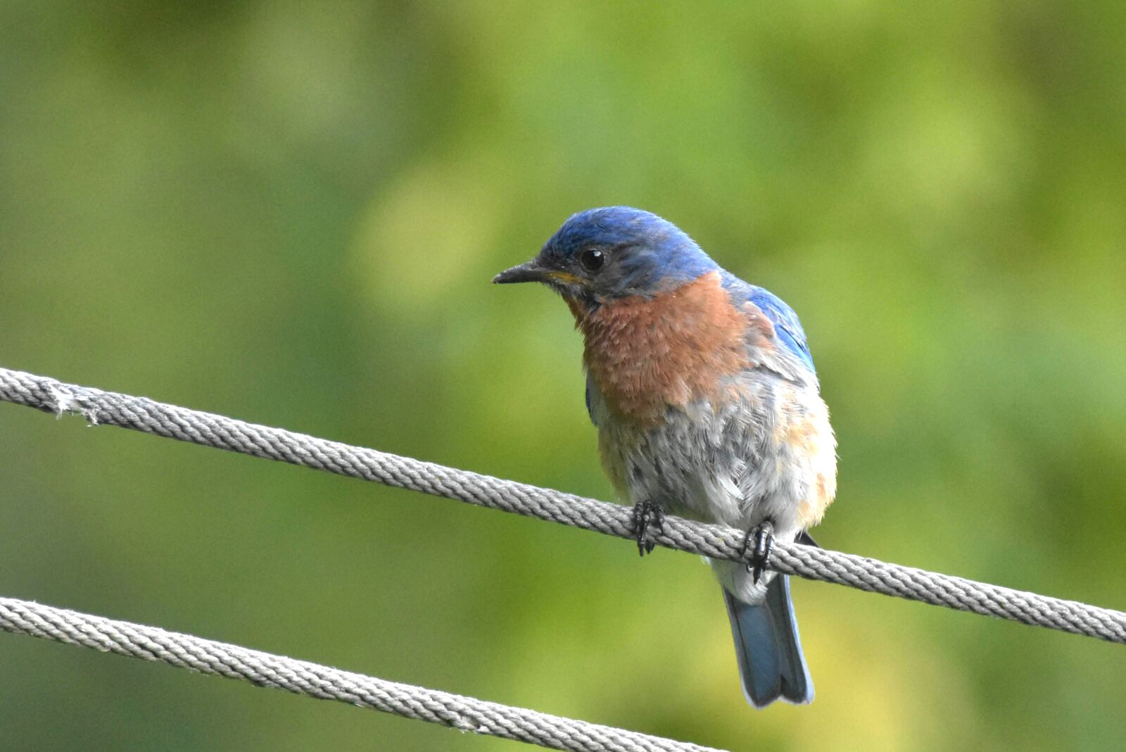 Nikon D3400 sample photo. Bird, eastern bluebird, sitting photography