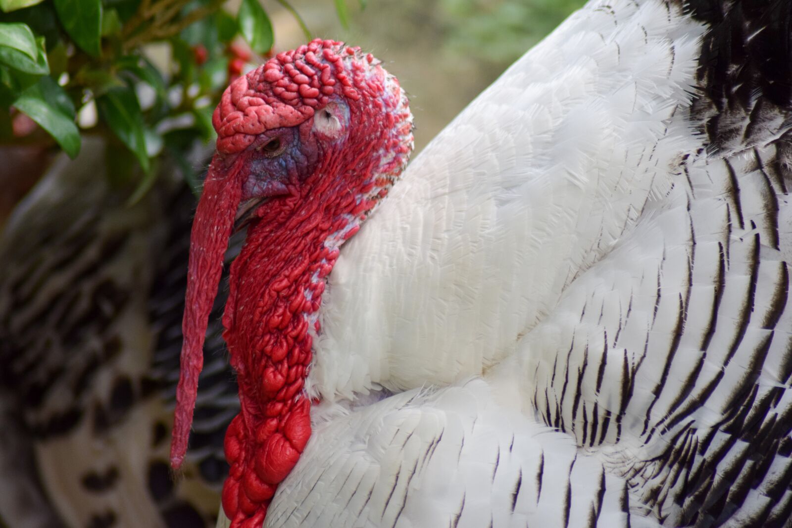 Nikon D5300 sample photo. Turkey, bird, animal photography