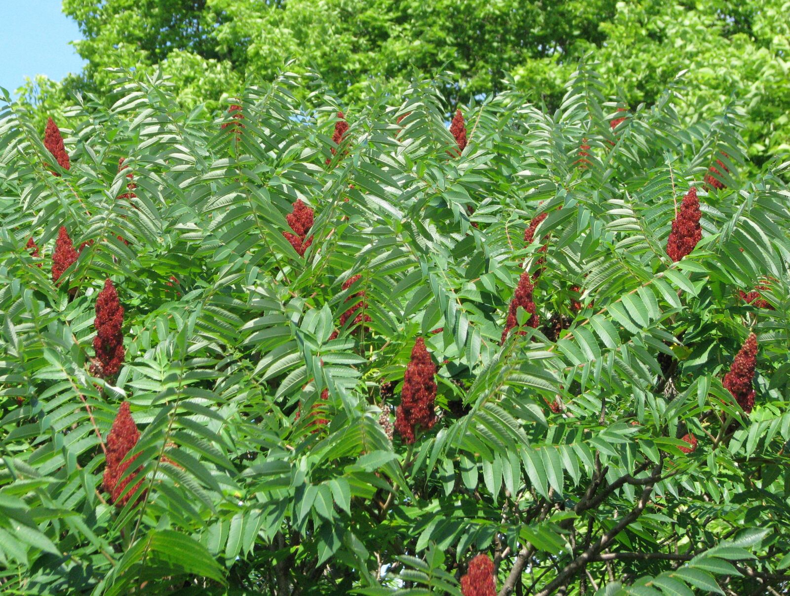 Canon POWERSHOT S5 IS sample photo. Staghorn sumac, rhus typhina photography