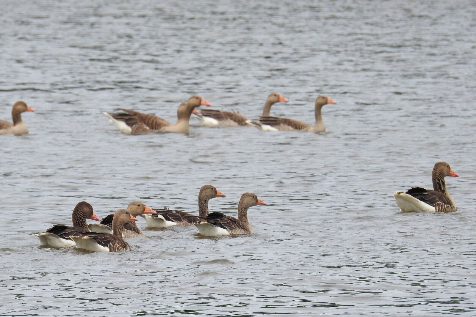 Nikon Coolpix P900 sample photo. Waterfowl, geese, lake photography