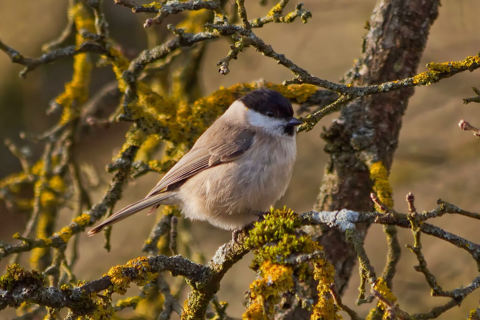 Panasonic Lumix DC-G9 sample photo. Tit, bird, cute photography